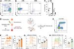 MERTK Antibody in Flow Cytometry (Flow)