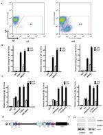 Mouse IgM Antibody in Flow Cytometry (Flow)