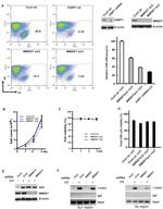 Mouse IgM Antibody in Flow Cytometry (Flow)