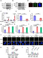 Mouse IgM Antibody in Flow Cytometry (Flow)