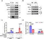 Ku80 Antibody in Western Blot (WB)