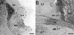 GFP Antibody in Immunohistochemistry (Frozen) (IHC (F))