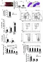 Mouse IgA Antibody in Flow Cytometry (Flow)