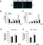 CXCL12 alpha (SDF-1 alpha) Antibody in Immunohistochemistry (Frozen), Immunocytochemistry (IHC (F), ICC/IF)