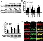 Phospho-ERK1/ERK2 (Thr185, Tyr187) Antibody in Western Blot, Immunohistochemistry, Immunocytochemistry (WB, IHC, ICC/IF)