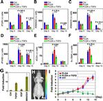 CD4 Antibody in Immunohistochemistry (Paraffin), Immunocytochemistry (IHC (P), ICC/IF)