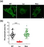 Vinculin Antibody in Immunocytochemistry (ICC/IF)