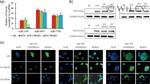 PROK2 Antibody in Western Blot (WB)