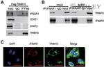 TRIM10 Antibody in Western Blot, Immunocytochemistry (WB, ICC/IF)