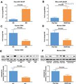 CIS Antibody in Western Blot (WB)