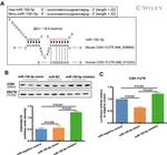 CIS Antibody in Western Blot (WB)