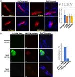 LEUTX Antibody in Immunocytochemistry (ICC/IF)
