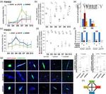 LEUTX Antibody in Immunocytochemistry (ICC/IF)