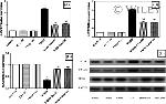 SOCS3 Antibody in Western Blot (WB)