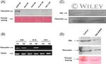 Fibronectin Antibody in Western Blot (WB)
