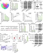 FAM214B Antibody in Western Blot (WB)