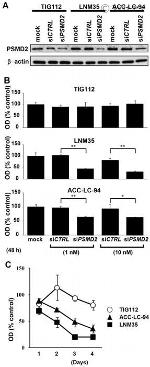 PSMD2 Antibody in Western Blot (WB)