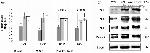 PPARGC1A Antibody in Western Blot (WB)