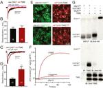 TMIE Antibody in Western Blot, Immunoprecipitation (WB, IP)