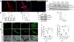 Phospho-eNOS (Ser1177) Antibody in Western Blot (WB)