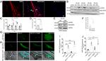 Phospho-eNOS (Ser1177) Antibody in Western Blot (WB)