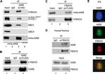 ROC1 Antibody in Western Blot (WB)