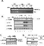 STAT5 alpha/beta Antibody in Western Blot (WB)