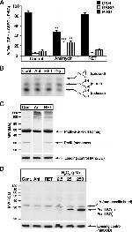 PRDX3 Antibody in Western Blot (WB)