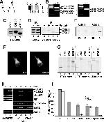 PDI Antibody in Immunocytochemistry (ICC/IF)