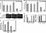 c-Myc Antibody in ChIP Assay (ChIP)