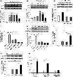 Phospho-p300 (Ser1834) Polyclonal Antibody