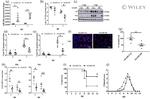 Actin Antibody in Western Blot (WB)