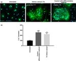 CERT Antibody in Immunocytochemistry (ICC/IF)