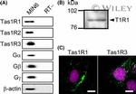TAS1R1 Antibody in Western Blot (WB)
