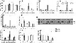 ORAI1 Antibody in Western Blot (WB)