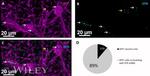GFP Tag Antibody in Immunohistochemistry - Free Floating (IHC (Free))