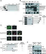 SMURF1 Antibody in Western Blot, Immunoprecipitation (WB, IP)