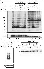 CDKN2C Antibody in Western Blot (WB)