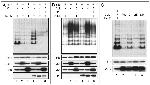 CDKN2C Antibody in Western Blot (WB)