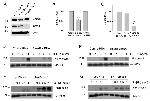 SMAD2 Antibody in Western Blot (WB)