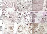 Cannabinoid Receptor 1 Antibody in Immunohistochemistry (Paraffin) (IHC (P))