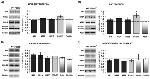 NMDAR1 Antibody in Western Blot (WB)