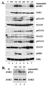Phospho-JAK1 (Tyr1034, Tyr1035) Antibody in Western Blot (WB)