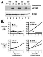Phospho-JAK1 (Tyr1034, Tyr1035) Antibody in Western Blot (WB)