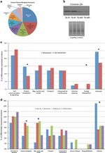 Coronin 2A Antibody in Western Blot (WB)