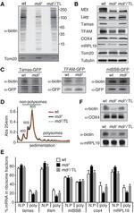 MRPL19 Antibody in Western Blot (WB)