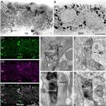GFP Antibody in Immunocytochemistry (ICC/IF)