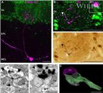 GFP Antibody in Immunocytochemistry (ICC/IF)