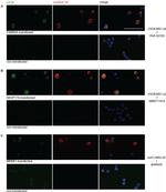 FAM84A Antibody in Immunocytochemistry (ICC/IF)