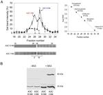 APOBEC3C Antibody in Western Blot (WB)
